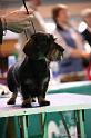 Crufts2011_2 1040